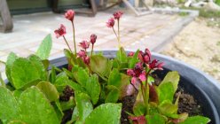 Bergenia cordifolia 'Dragonfly Flirt'